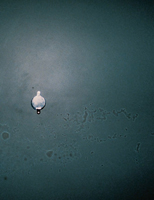 0x01 graphic